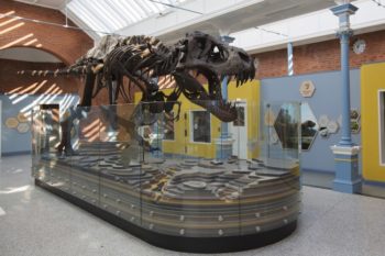 best places to visit in Dublin, zoorassic world