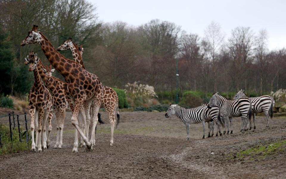 dublin zoo-best places to visit in Dublin